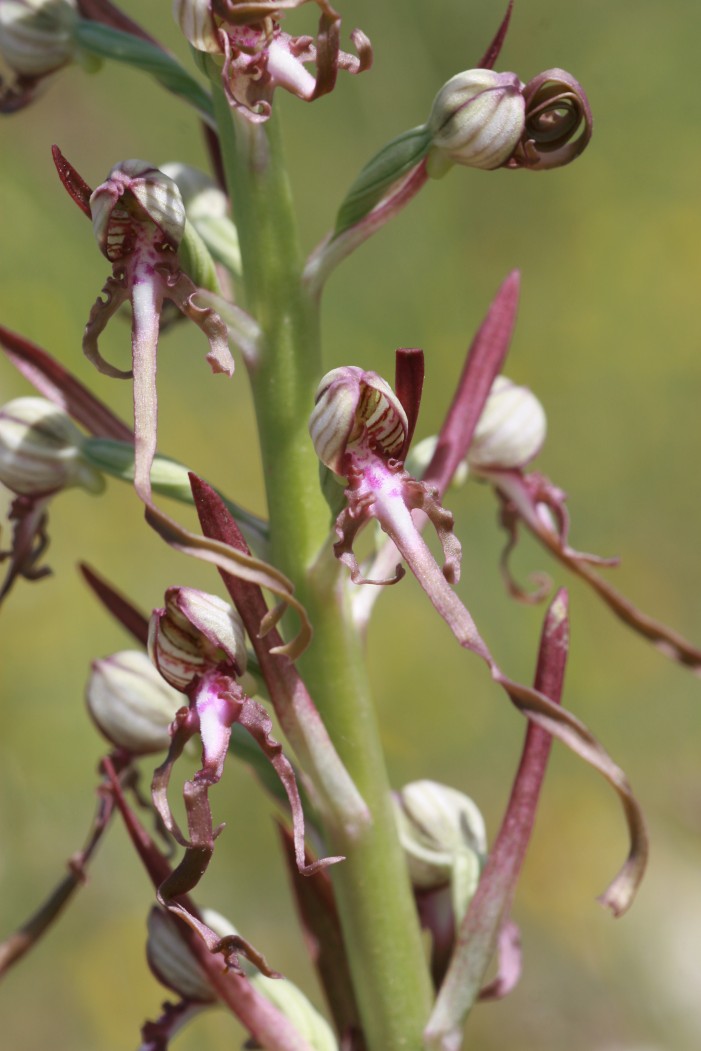 Himantoglossum adriaticum